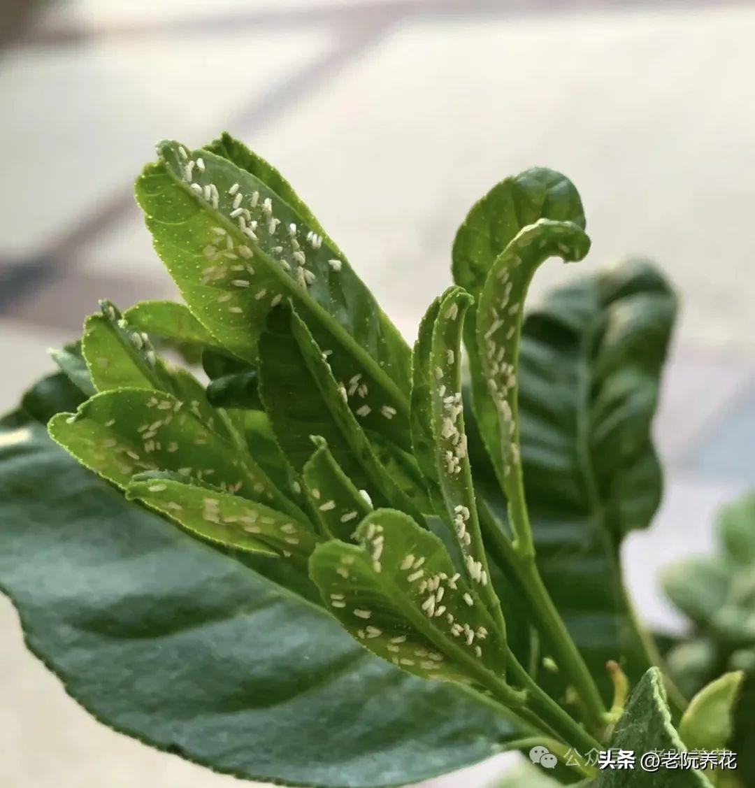 2敌敌畏杀虫烟剂_杀虫剂_化肥防结块剂配方大全防结块剂