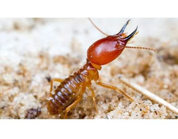 灭白蚁最好方法_灭白蚁防治方法_灭白蚁的方法