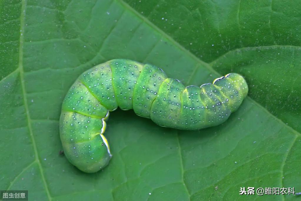 杀虫喷射剂_果树幼果期用什么杀菌剂杀虫_杀虫剂