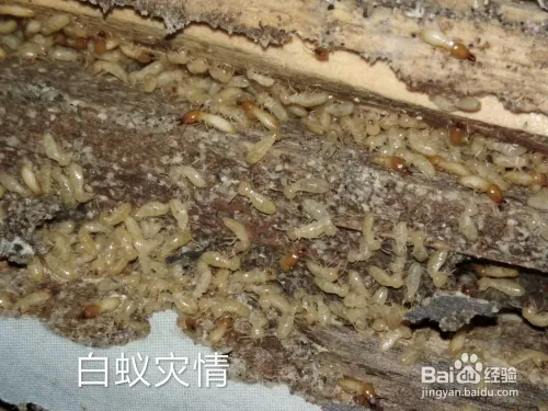 家里发现白蚁怎么办？灭白蚁最有效的方法！