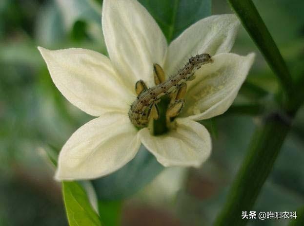 杀虫喷射剂_杀虫剂_果树幼果期用什么杀菌剂杀虫