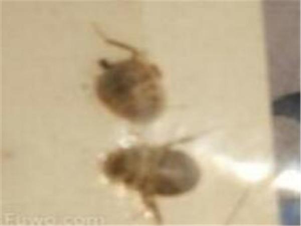除臭虫用什么方法 天津上门灭臭虫怎么收费