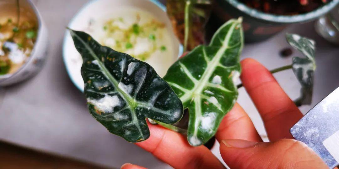 化肥防结块剂配方大全防结块剂_杀虫剂_杀虫喷射剂