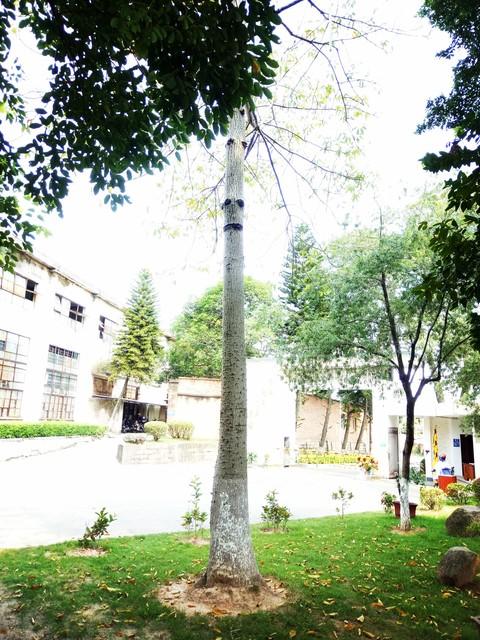驱臭虫的植物_驱臭虫用什么药_驱臭虫