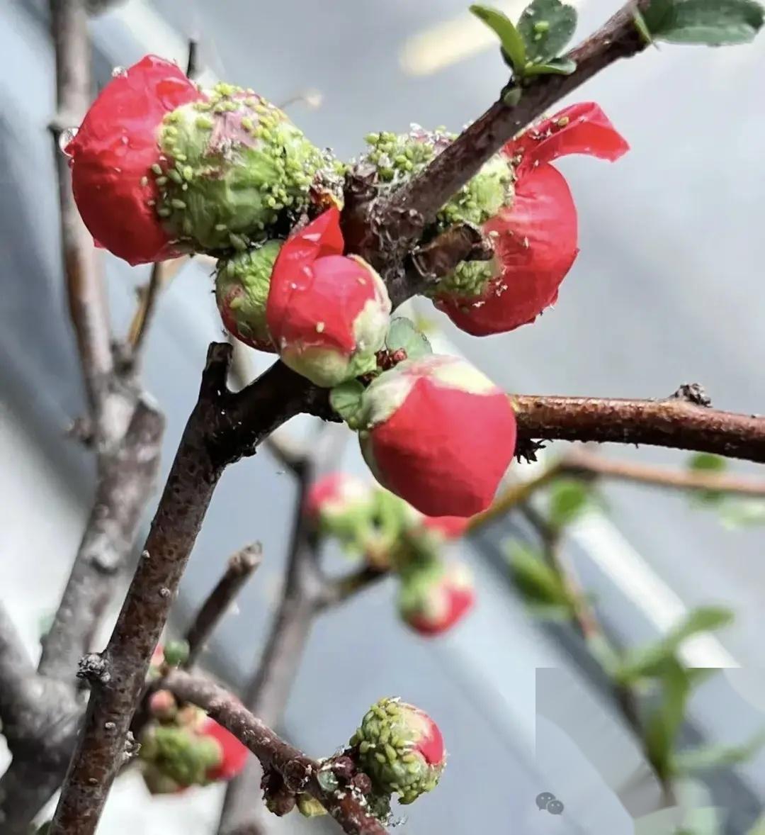 杀虫剂_果树幼果期用什么杀菌剂杀虫_化肥防结块剂配方大全防结块剂