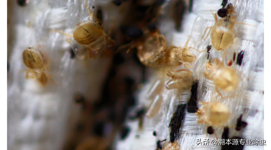 驱臭虫_驱臭虫的植物_驱臭虫的日常小方法