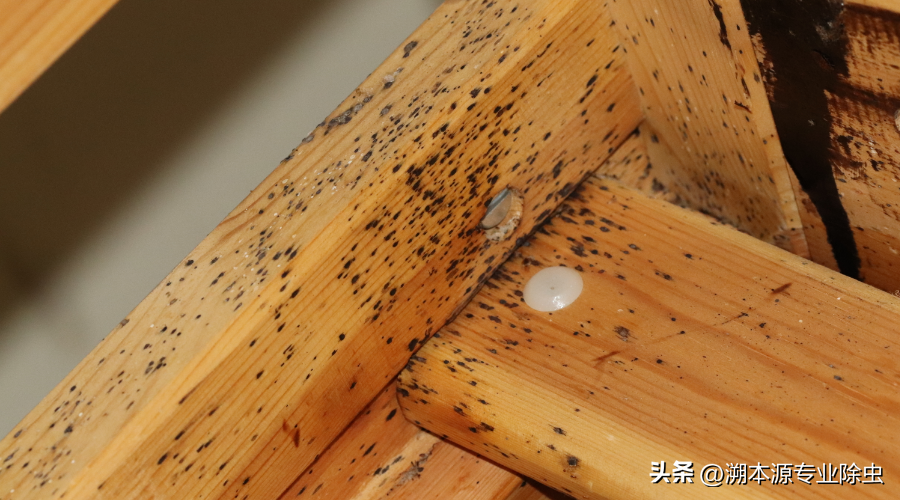 驱臭虫_驱臭虫的日常小方法_驱臭虫的植物