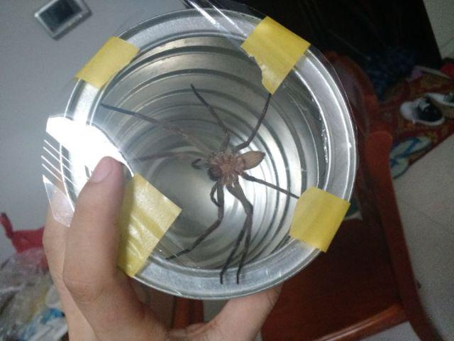 驱臭虫_驱臭虫最有效的方法_驱臭虫的日常小方法
