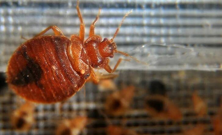 驱臭虫_驱臭虫用什么药_驱臭虫最有效的方法
