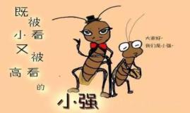 硼酸杀蟑螂用量_硼酸杀蟑螂多久起效_灭蟑螂用的硼酸哪里买