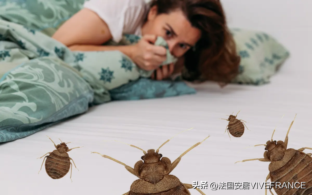 驱臭虫_驱臭虫最有效的方法_驱臭虫的植物