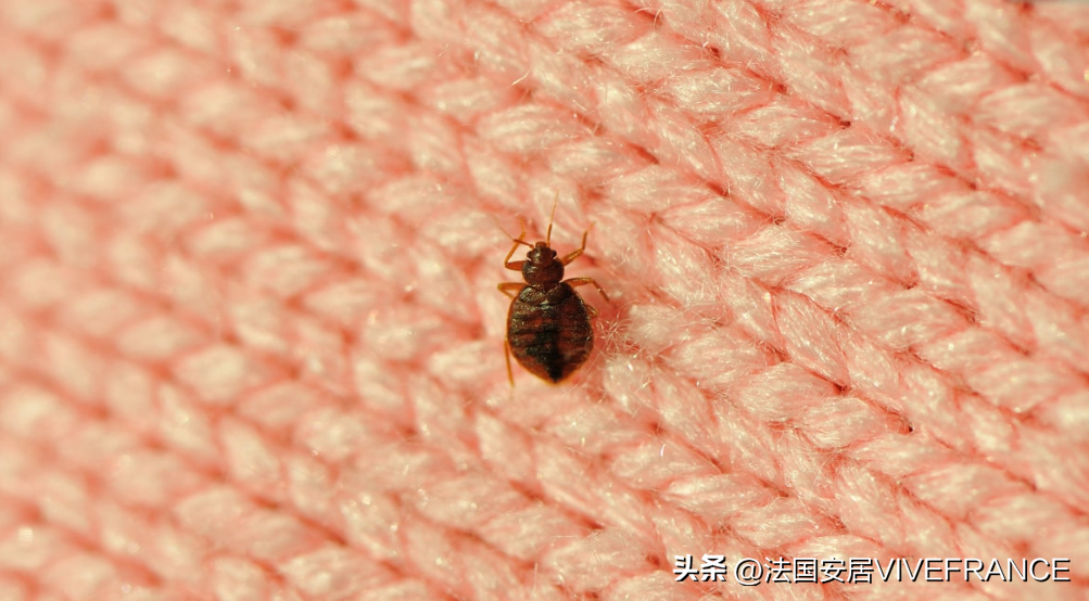 驱臭虫最有效的方法_驱臭虫的植物_驱臭虫