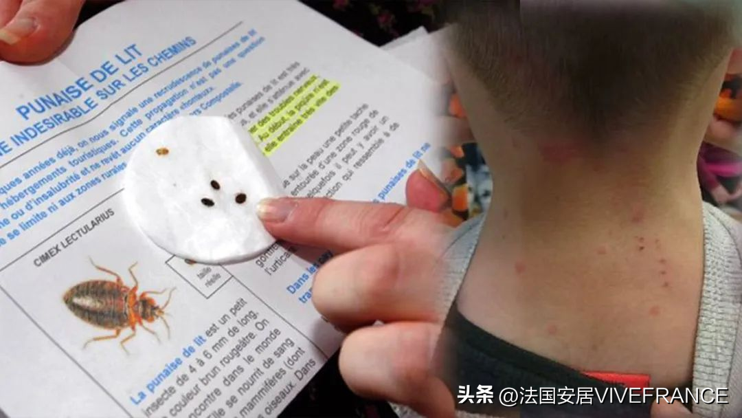 驱臭虫_驱臭虫的植物_驱臭虫最有效的方法