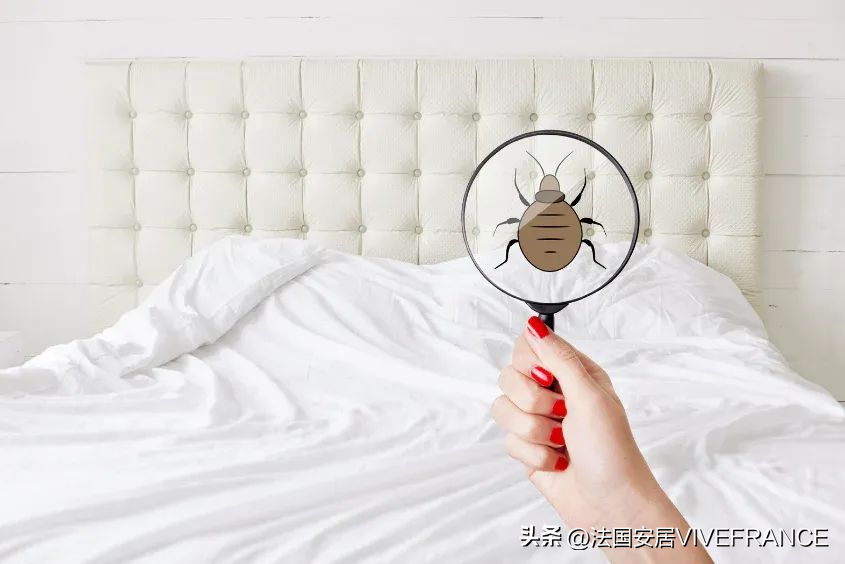 驱臭虫的植物_驱臭虫_驱臭虫最有效的方法