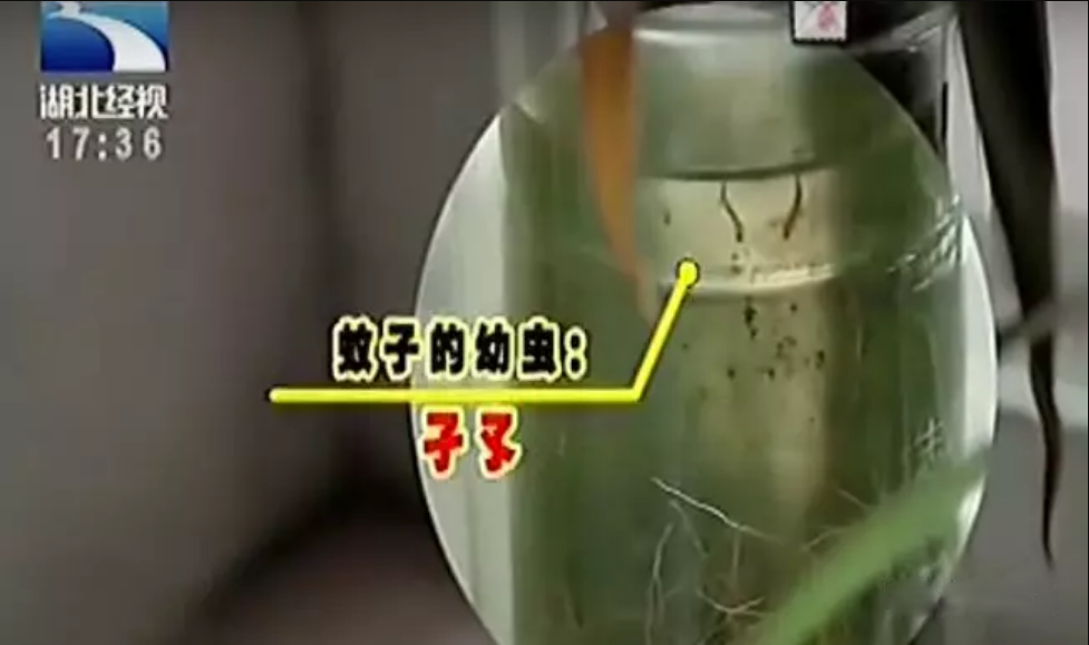 紫外线消毒灯能杀死苍蝇卵吗_灭苍蝇的灯是紫外线灯吗_紫外线灯苍蝇