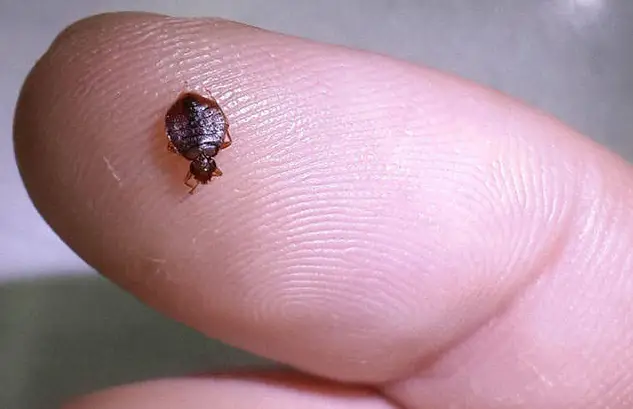 灭臭虫的方法_灭臭虫效果最好的药_灭臭虫知识
