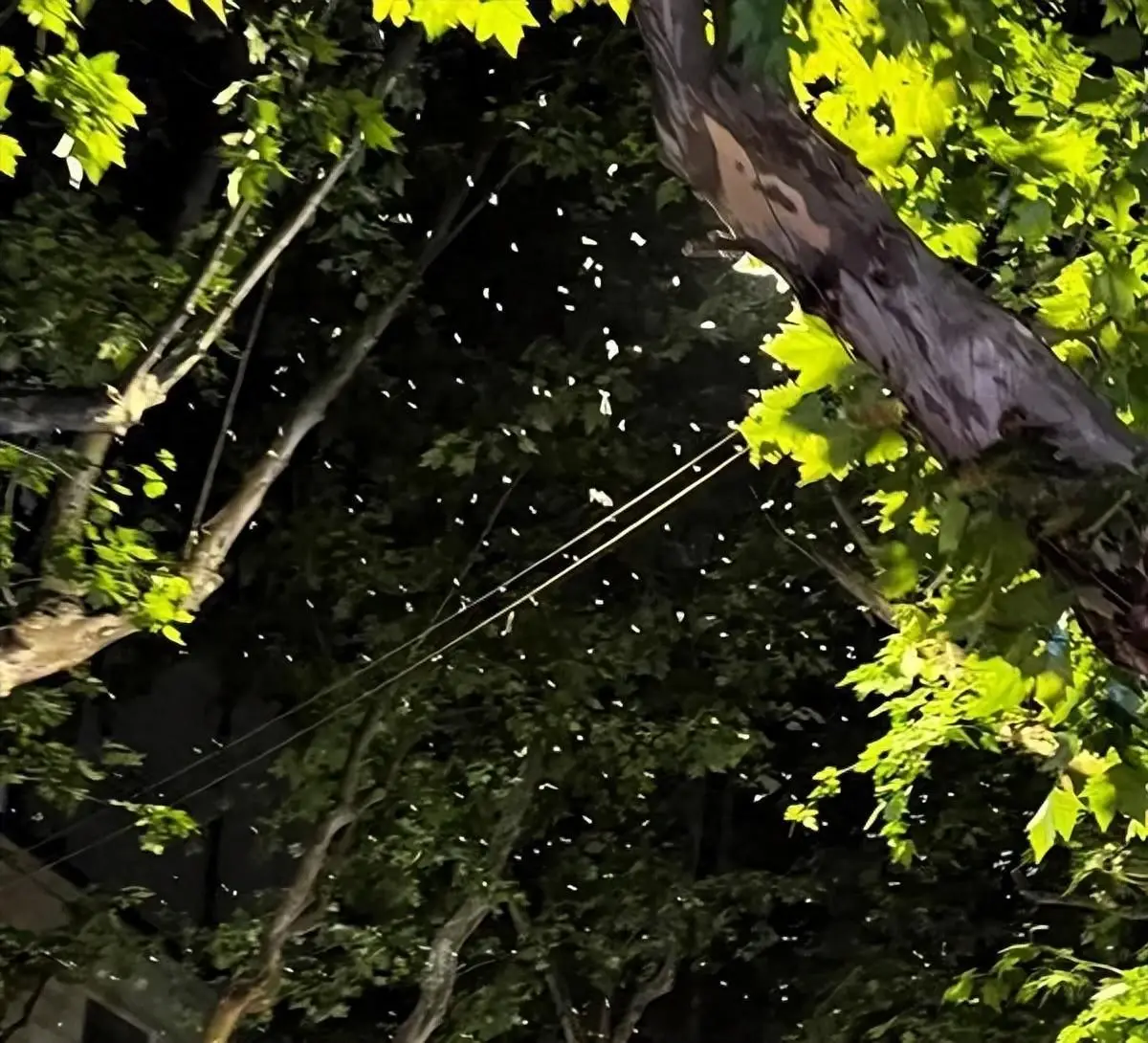 灭白蚁的收费标准_专业灭白蚁一次多少钱_灭白蚁报价清单范本