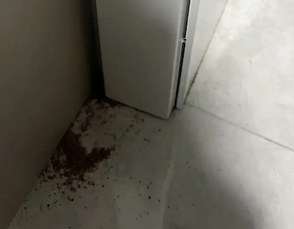 灭白蚁的收费标准_专业灭白蚁一次多少钱_灭白蚁报价清单范本