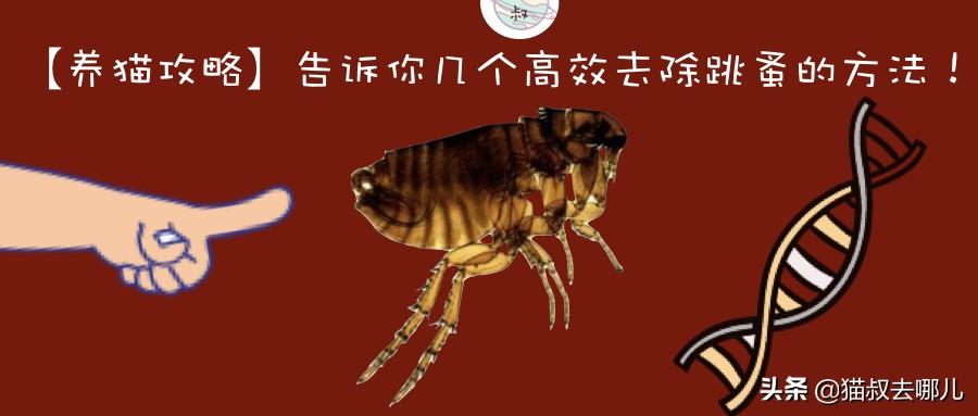 灭跳蚤的方法_灭跳蚤用什么方法最管用_灭跳蚤最快的方法