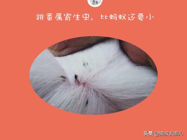 灭跳蚤用什么方法最管用_灭跳蚤最快的方法_灭跳蚤的方法