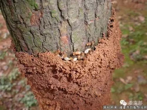 白蚁防处理_如何防白蚁灭白蚁_白蚁灭除
