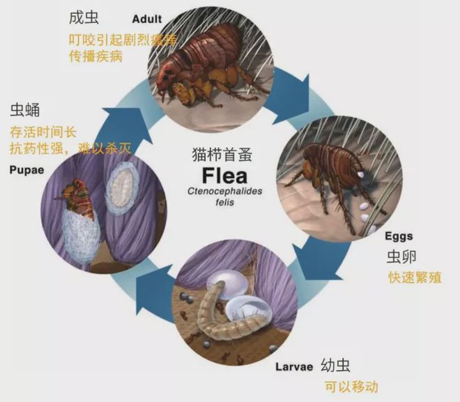 灭跳蚤的药粉_跳蚤灭杀药_杀跳蚤的药水