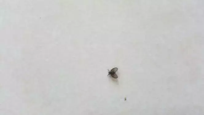 苍蝇灭室内有效方法是什么_苍蝇咋灭_灭苍蝇最有效的方法室内