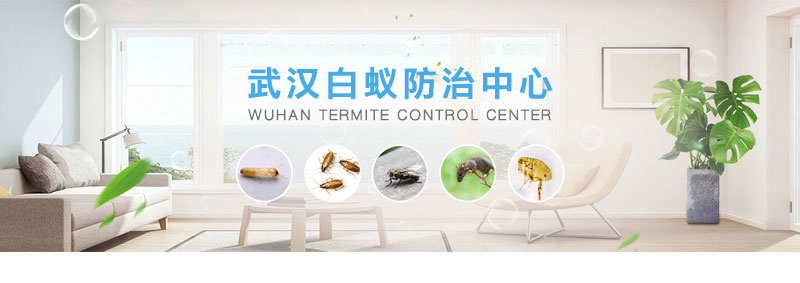 别墅装修如何防治白蚁_别墅白蚁防治方案_防治别墅装修白蚁用什么药