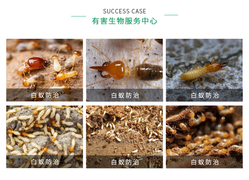 别墅装修如何防治白蚁_防治别墅装修白蚁用什么药_别墅白蚁防治方案
