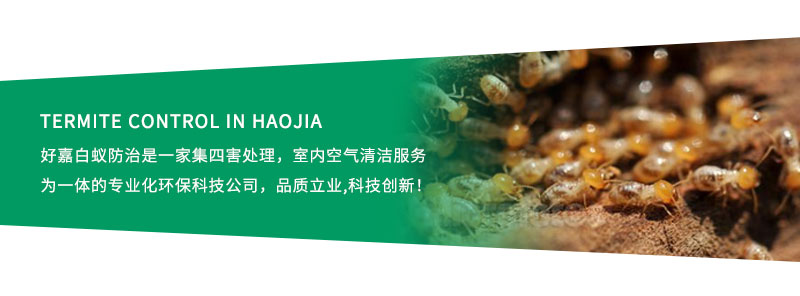 别墅装修如何防治白蚁_防治别墅装修白蚁用什么药_别墅白蚁防治方案