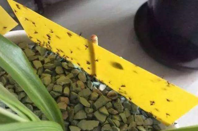 苍蝇灭室内有效方法是什么_苍蝇咋灭_灭苍蝇最有效的方法室内