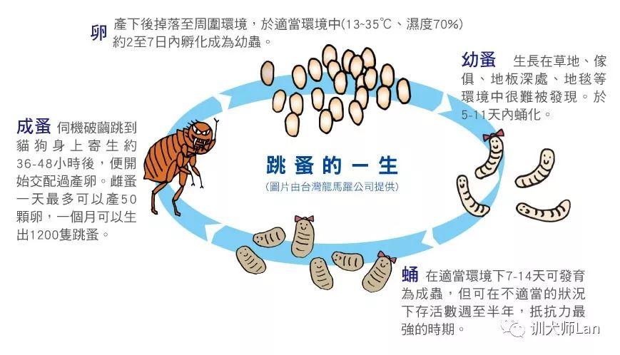 灭土跳蚤方法图解_灭跳蚤土方法_灭跳蚤土办法