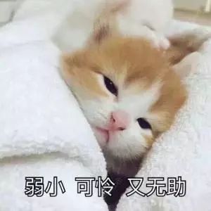 跳蚤的卵_跳蚤的卵_跳蚤的卵