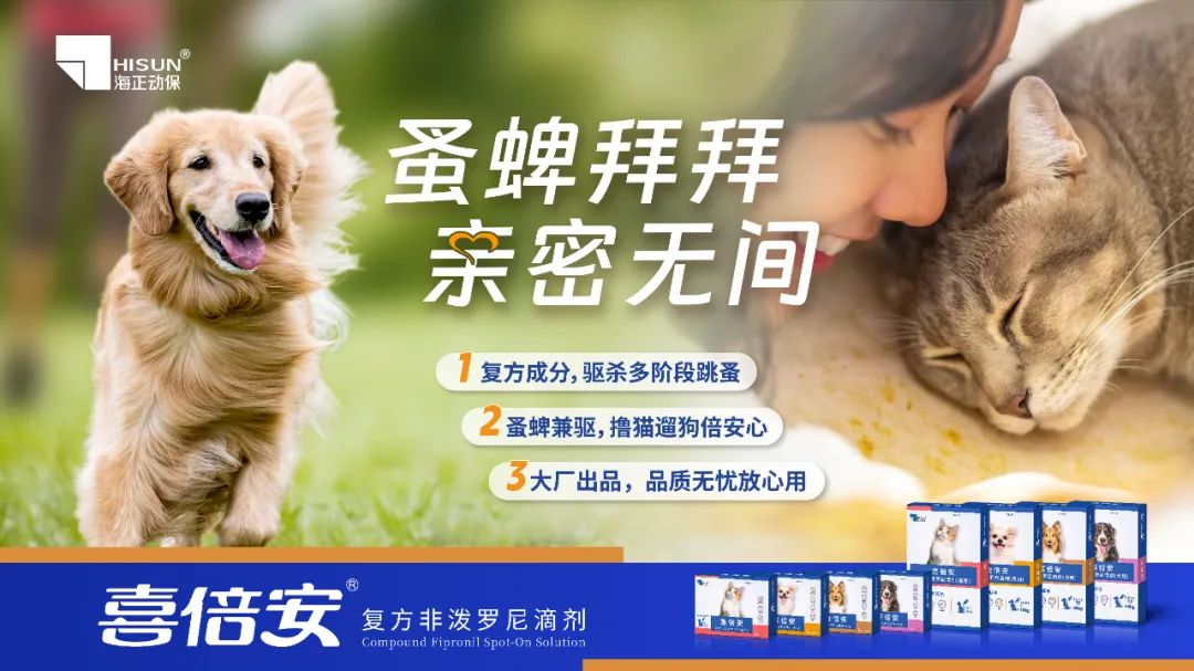 跳蚤的卵_跳蚤的卵_跳蚤的卵