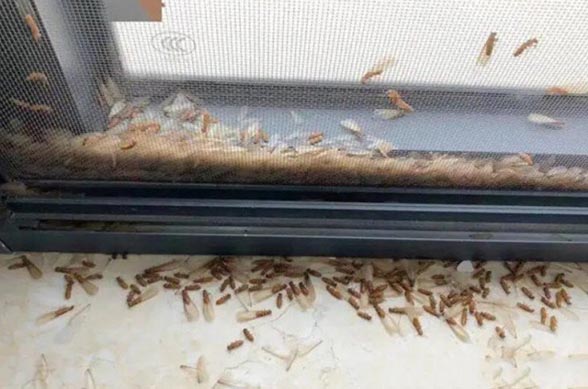白蚁怎么灭效果最好_效果灭白蚁好使吗_效果灭白蚁好用吗