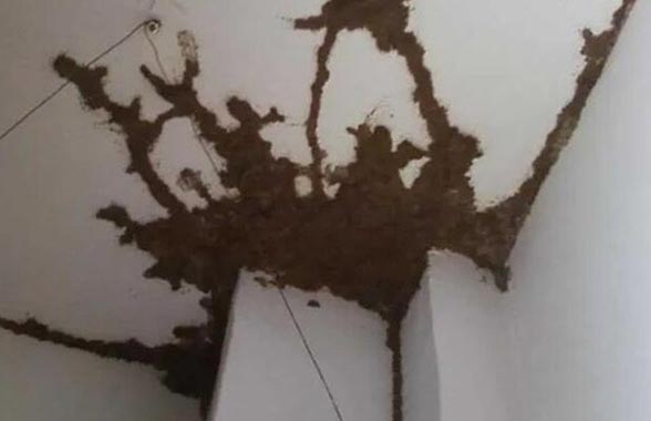 效果灭白蚁好用吗_效果灭白蚁好使吗_白蚁怎么灭效果最好