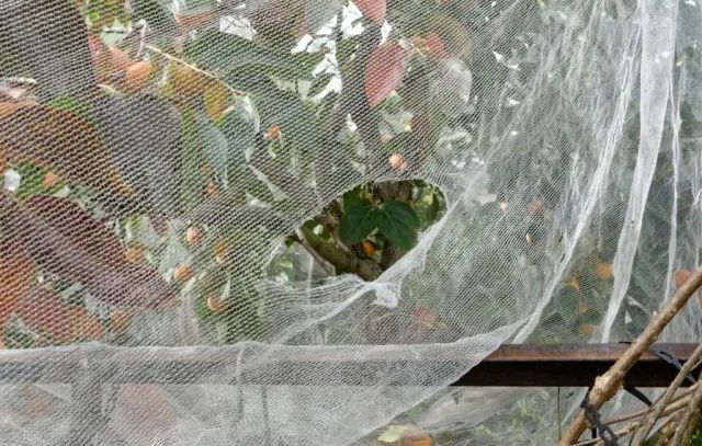快速灭鼠办法_快速灭鼠_快速灭鼠药