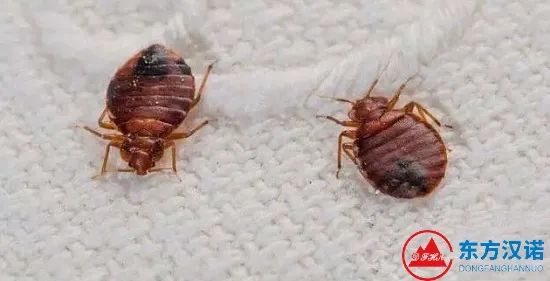 怎么去除虫子的臭味_除臭虫最简单的方法_虫除臭简单方法有哪些