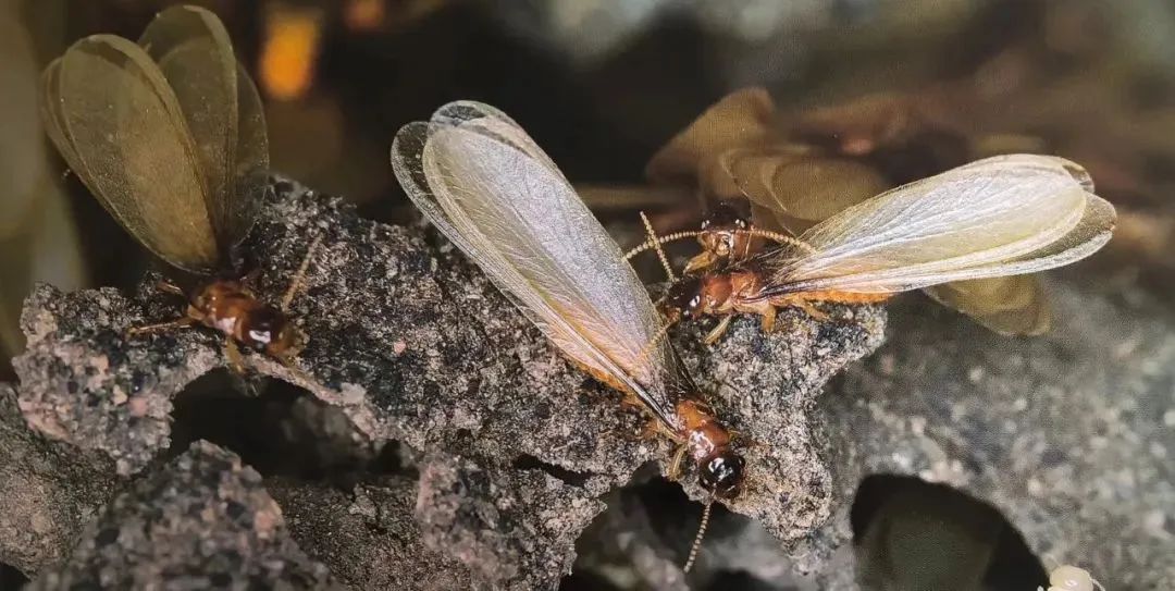 上海灭白蚁热线_上海灭白蚁公叿_上海灭白蚁