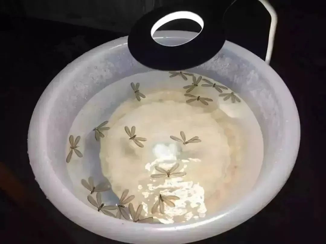 上海灭白蚁热线_上海灭白蚁公叿_上海灭白蚁