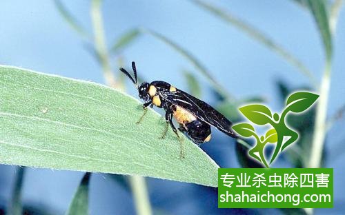 深圳臭虫消杀公司_深圳灭臭虫公司_深圳专业灭臭虫