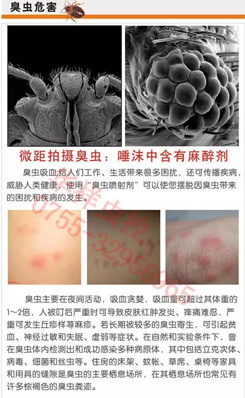 深圳臭虫怎么灭绝_灭深圳臭虫公司怎么样_深圳灭臭虫公司