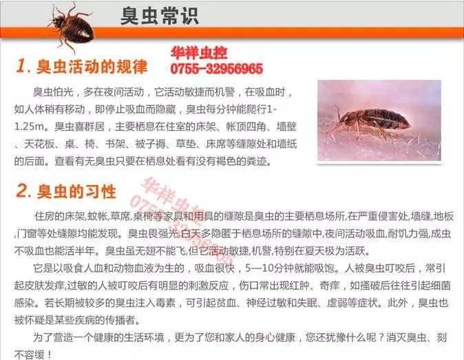 深圳灭臭虫公司_灭深圳臭虫公司怎么样_深圳臭虫怎么灭绝