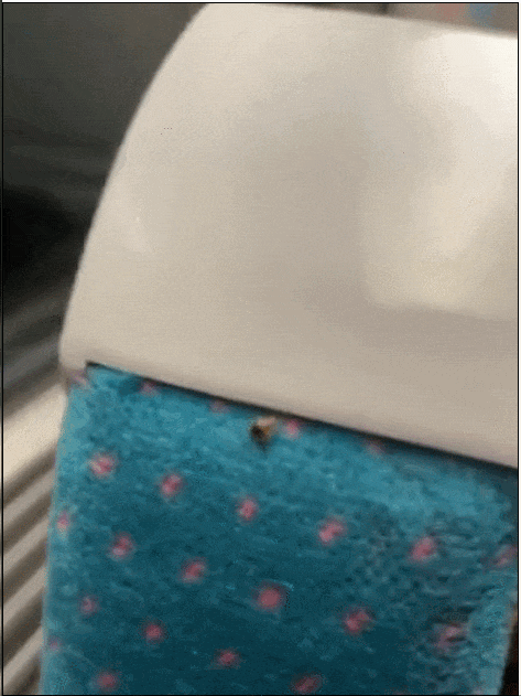 剂灭杀虫臭虫多久见效_灭臭虫杀虫剂_灭杀臭虫用什么药好