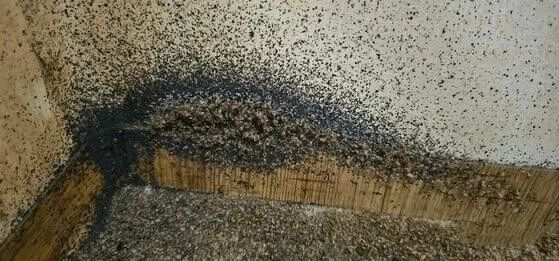 剂灭杀虫臭虫多久见效_灭臭虫杀虫剂_杀臭虫药剂