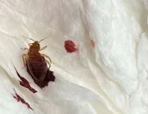 剂灭杀虫臭虫多久见效_杀臭虫药剂_灭臭虫杀虫剂