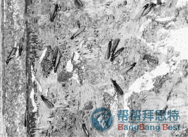 灭白蚁的方法_灭白蚁用什么药效果好_灭白蚁方法有哪些图片