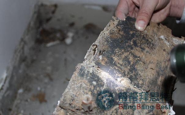 灭白蚁的方法_灭白蚁方法有哪些图片_灭白蚁用什么药效果好